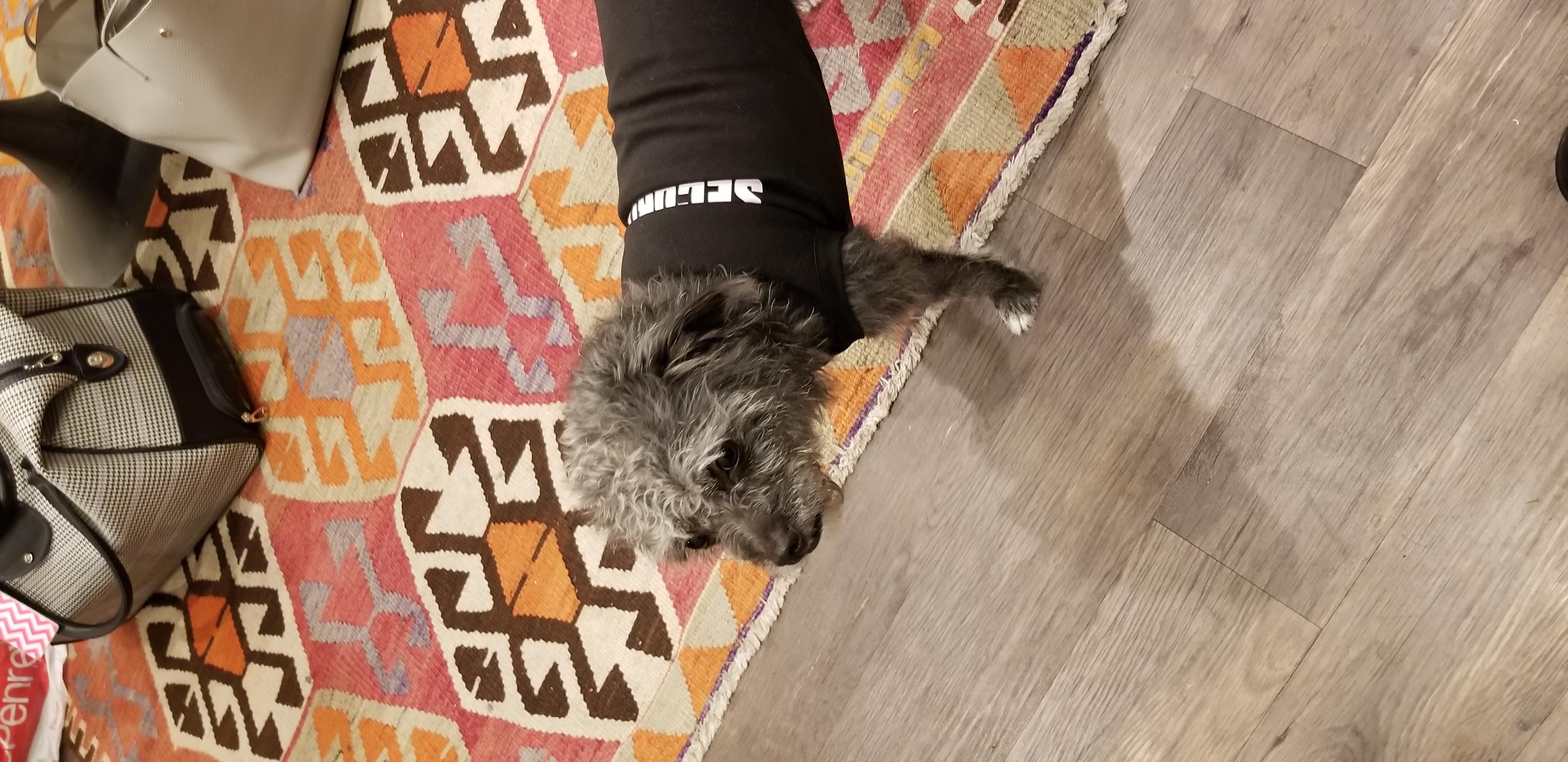 dog in ring security shirt