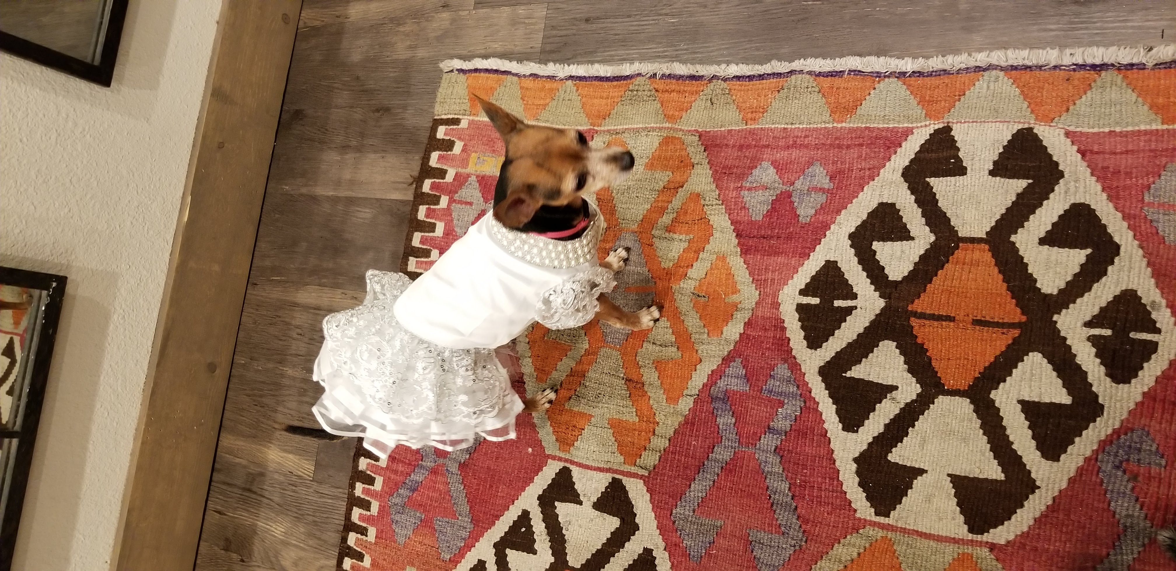 dog in wedding dress