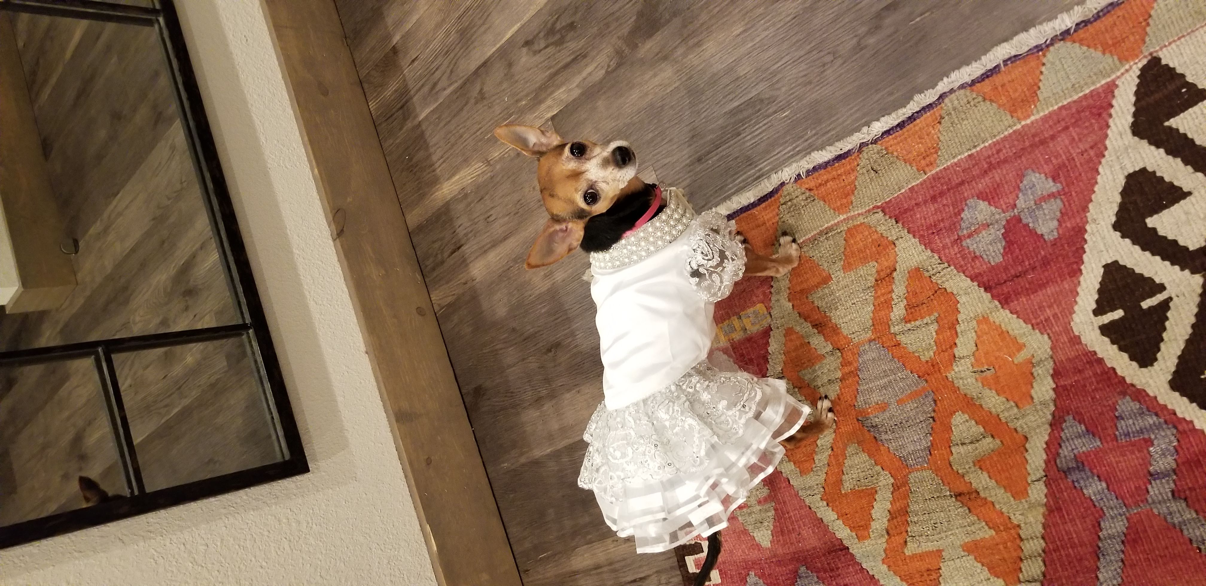 small dog in wedding dress