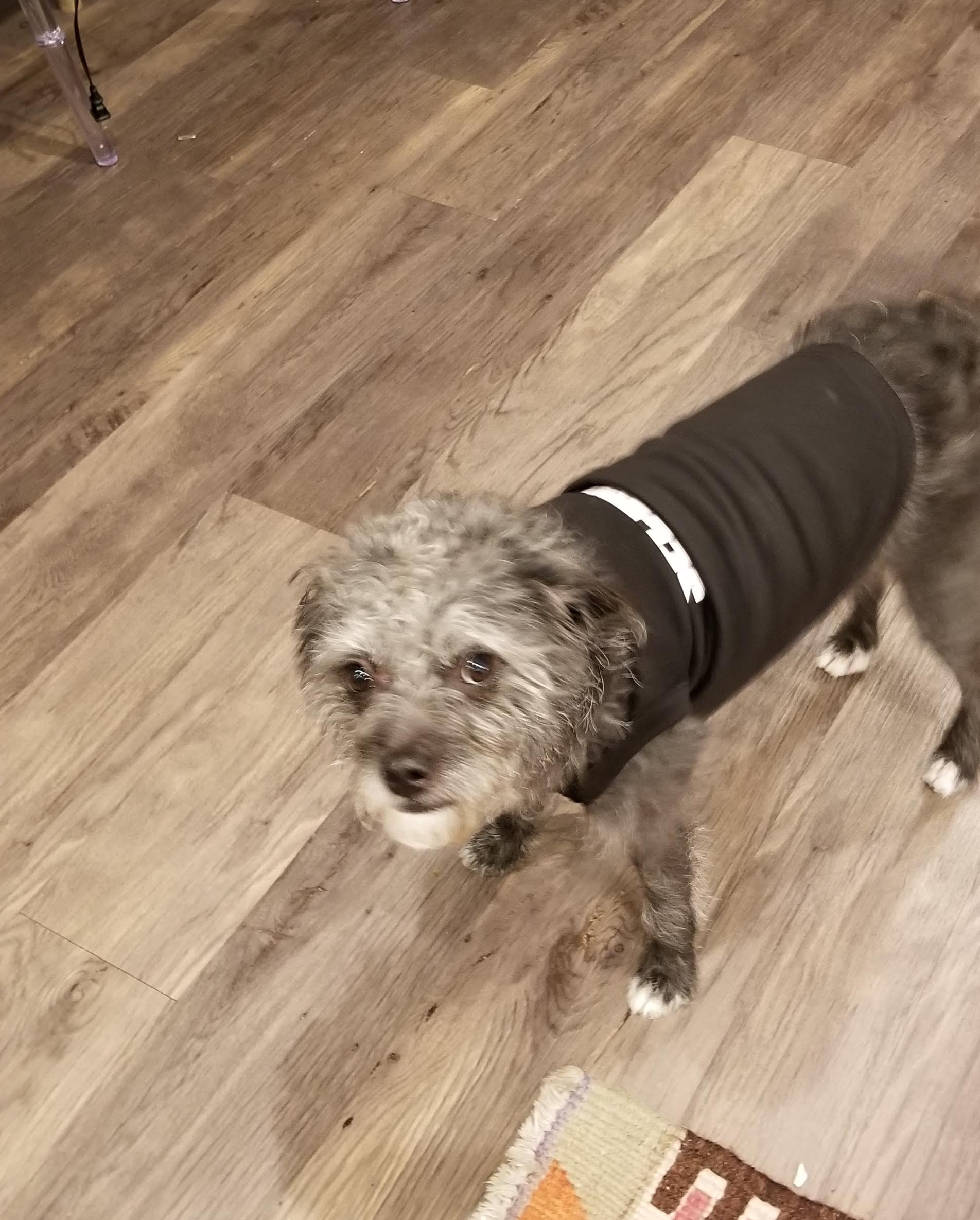 wedding dog ring security