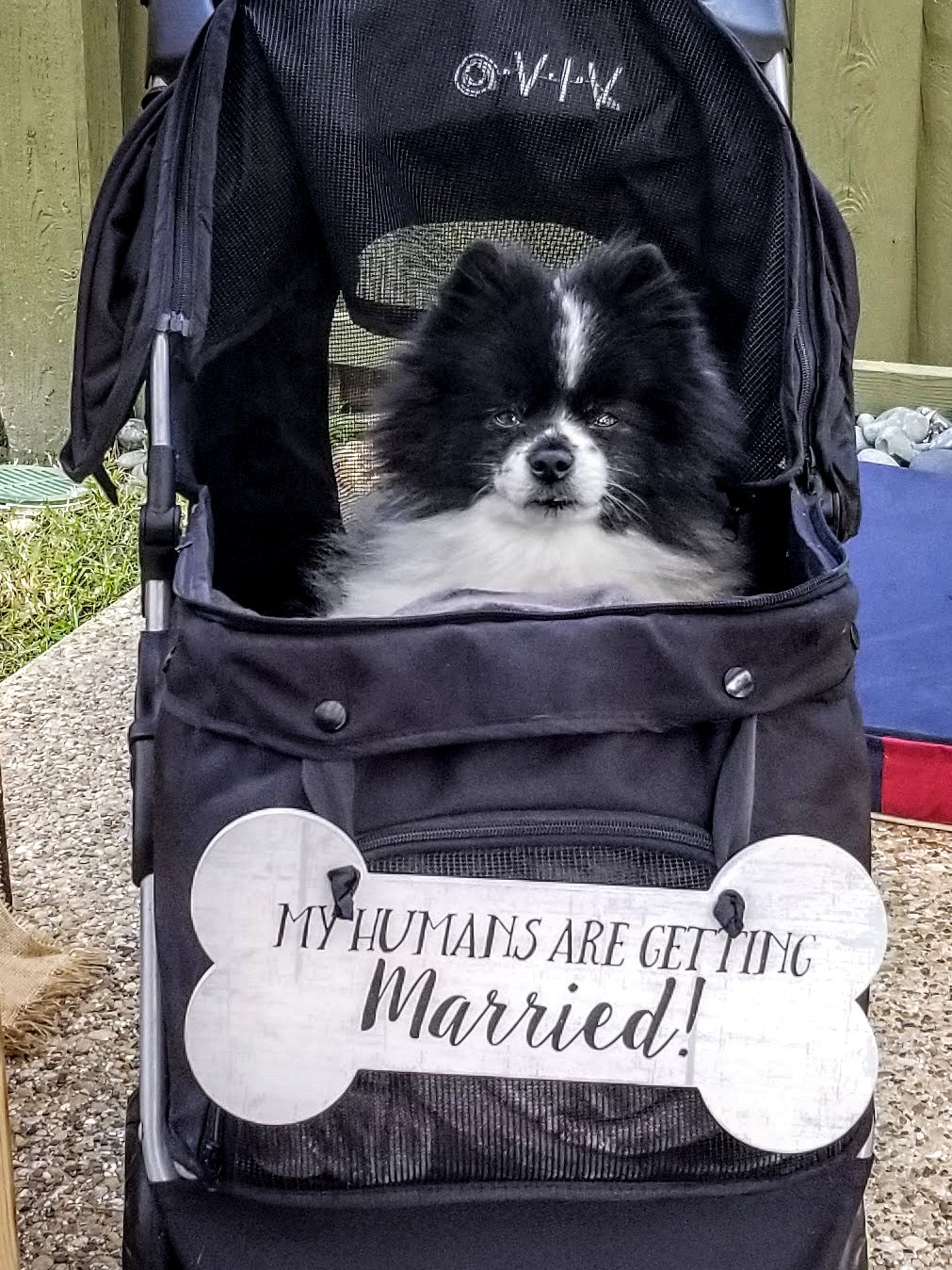 dog with sign at wedding